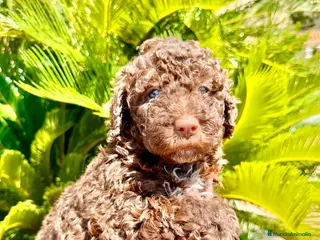 Perro de Agua Español perros Perro de Agua - Anuncio 3