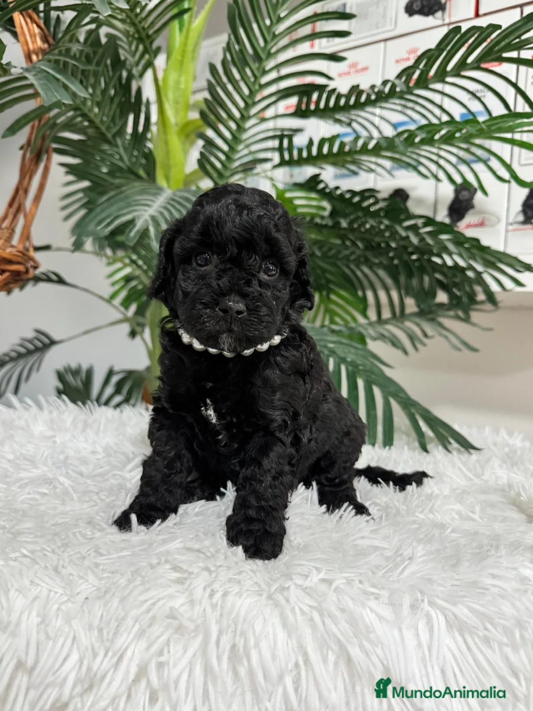 Caniche Enano perros en venta: CANICHE 🎀 - Anuncio 2