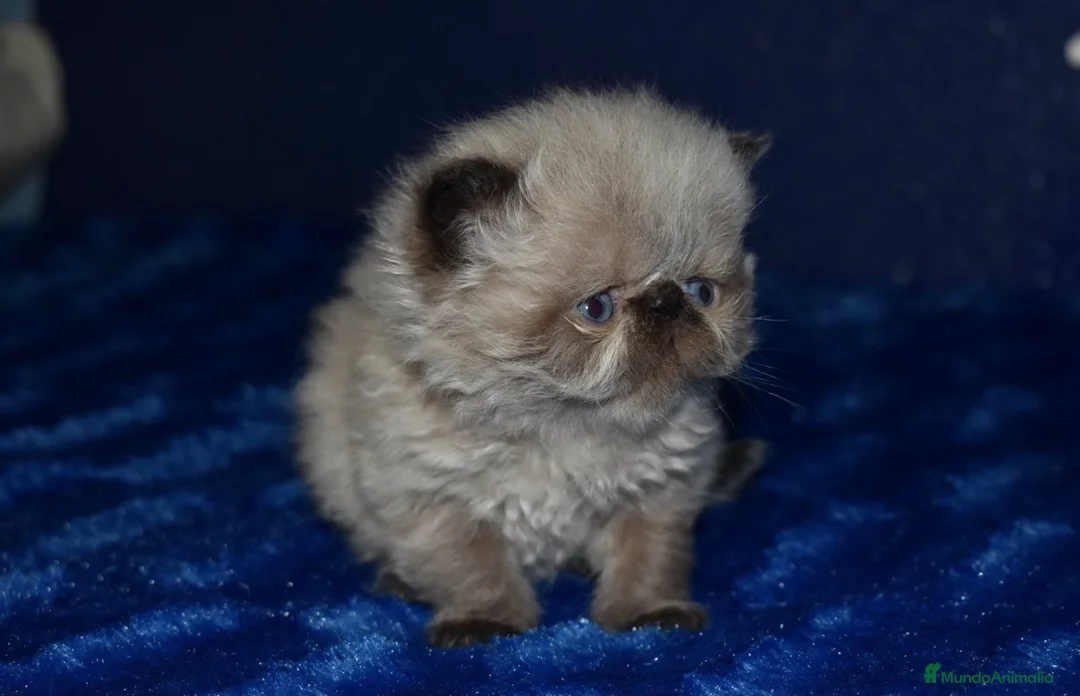 Persa gatos en venta: 💙 GATITOS PERSA HIMALAYOS 🤍 - Anuncio 2