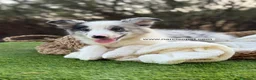 Border Collie perros en venta: BORDER COLLIE MERLE HEMBRA - Anuncio 5
