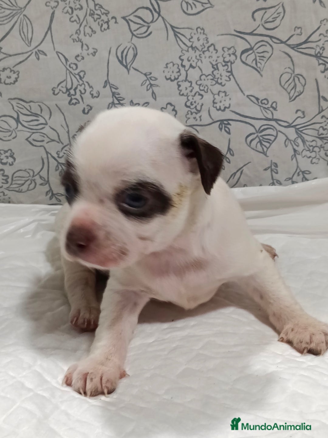 Chihuahua perros en venta: Chihuahua toys  - Imagen 4