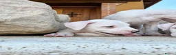 Dogo Argentino perros en venta: Dogos argentinos  en Segovia - Anuncio 4