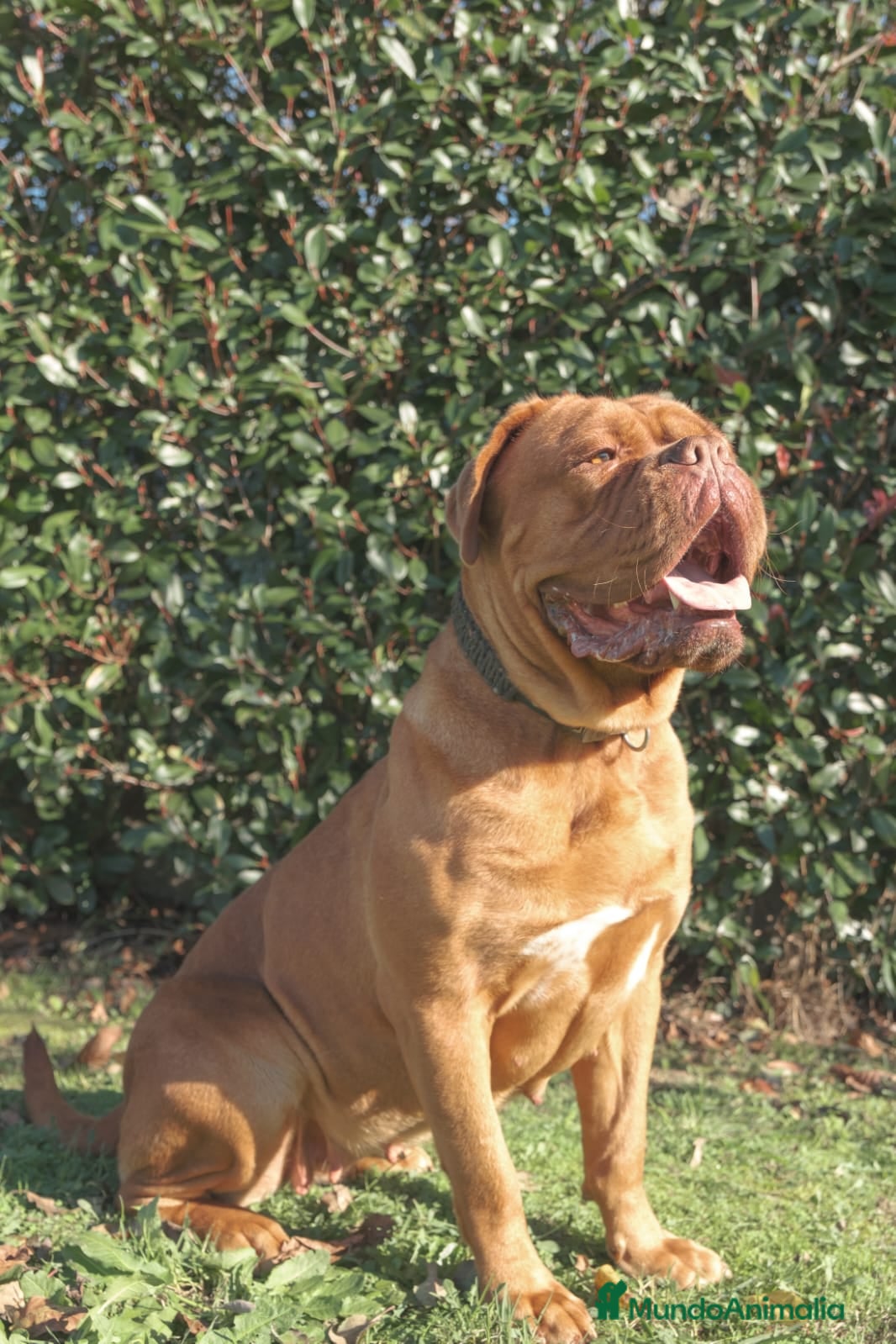 Dogo de Burdeos perros Camada de dogo de Burdeos - Anuncio 39