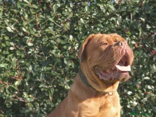 Dogo de Burdeos perros Camada de dogo de Burdeos - Anuncio 39