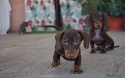 Teckel Miniatura perros en venta: 🐾 Bongo y Cacao – Teckel miniatura 🐾 - Imagen 2