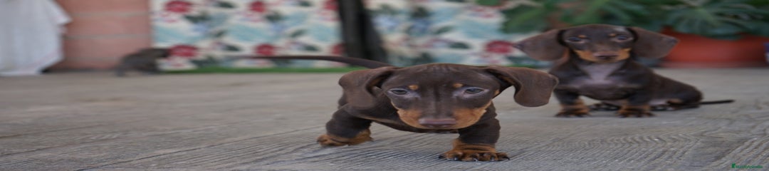 CACAO