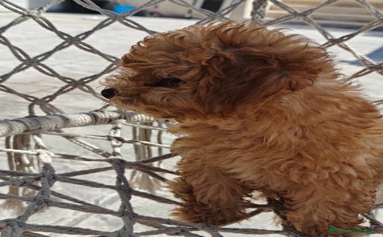 Caniche Toy perros - Anuncio 7