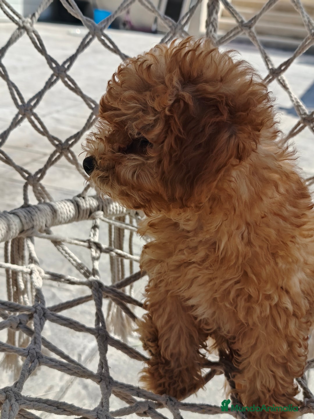 Caniche Toy perros en venta: Caniche Toy excelente  - Imagen 1