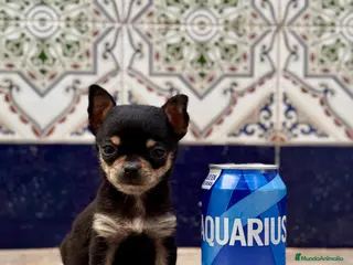 Chihuahua perros Cachorra de chihuahua - Anuncio 31