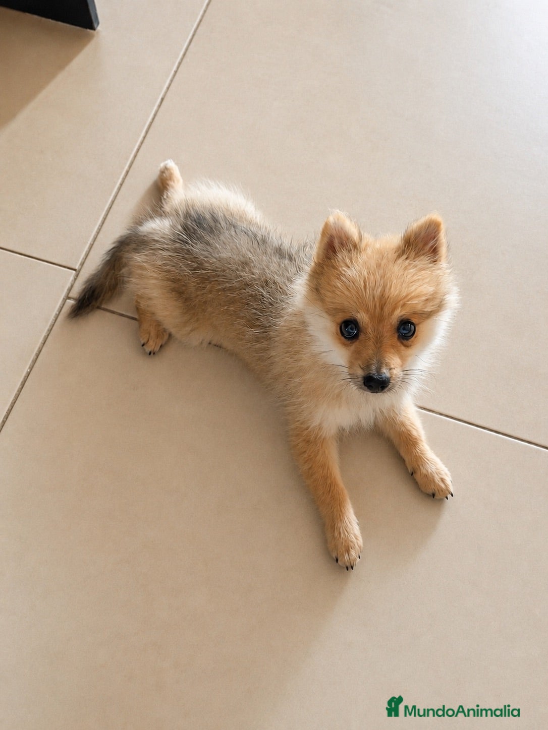 Pomerania perros  Pomerania  - Anuncio 14