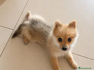 Pomerania perros Pomerania - Anuncio 14