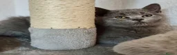 Británico de Pelo Corto gatos en venta: CAMADA DE GATO/AS BRITISH SHORTAIR - Anuncio 5