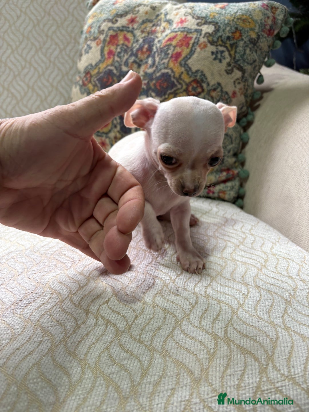 Chihuahua perros en venta: Chihuahua Toy macho blanco  - Anuncio 7