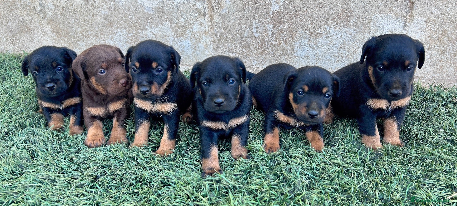 Terrier Alemán de Caza perros Cachorros Jagd Terrier Sevilla. - Anuncio 1
