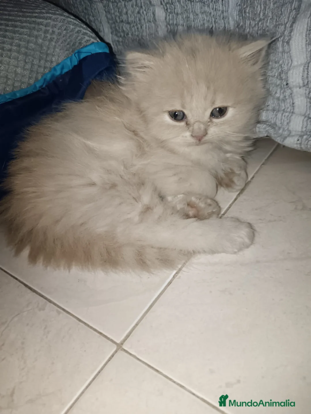 Persa gatos en venta: Gatas persas - Anuncio 1