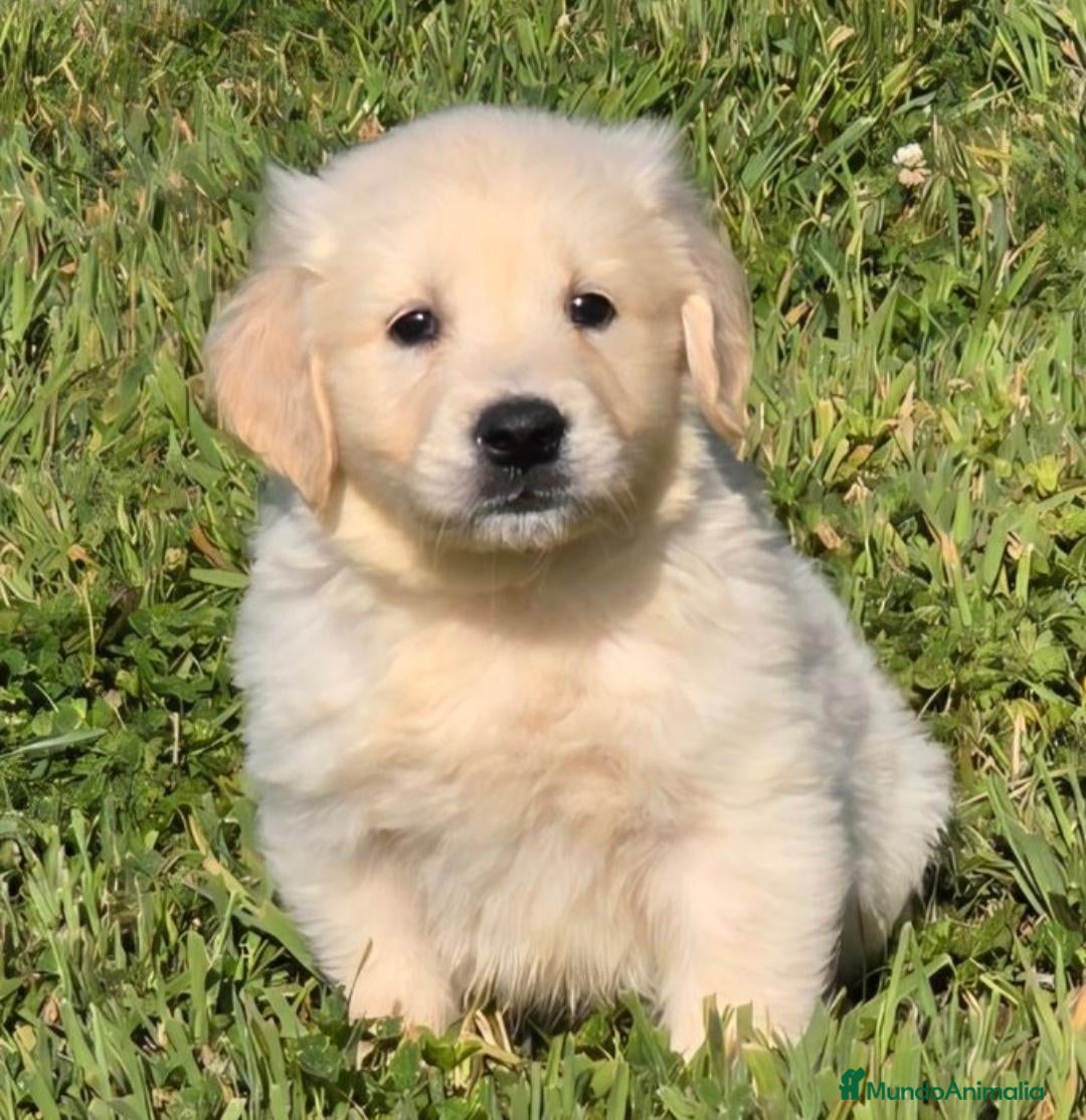 Golden Retriever perros GOLDEN RETRIEVER EN CATALUÑA  - Anuncio 2