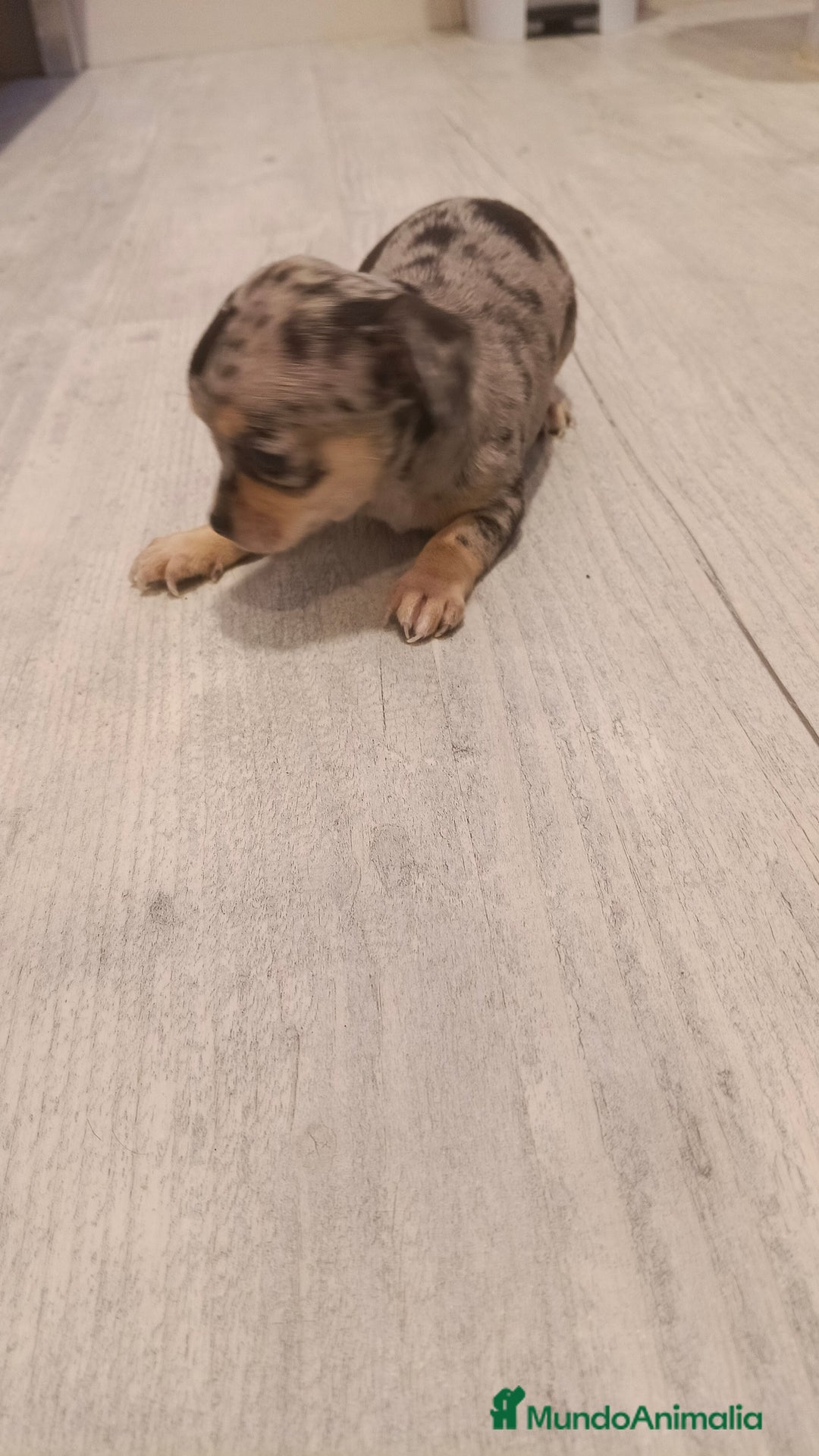 Chihuahua perros en venta: Hembra chihuahua merle toys  - Imagen 2