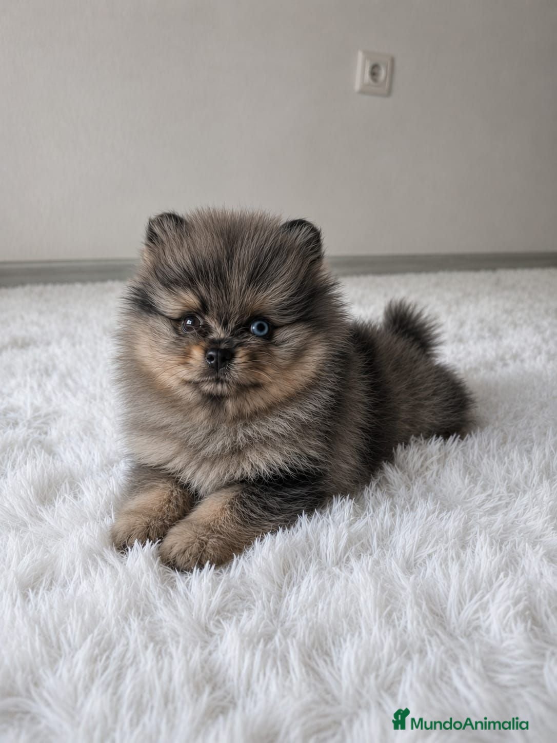 Pomerania perros LULU DE POMERANIA TOY - Anuncio 1