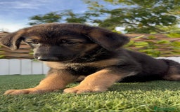 Pastor Alemán perros en venta: PASTOR ALEMAN HEMBRA - Imagen 5