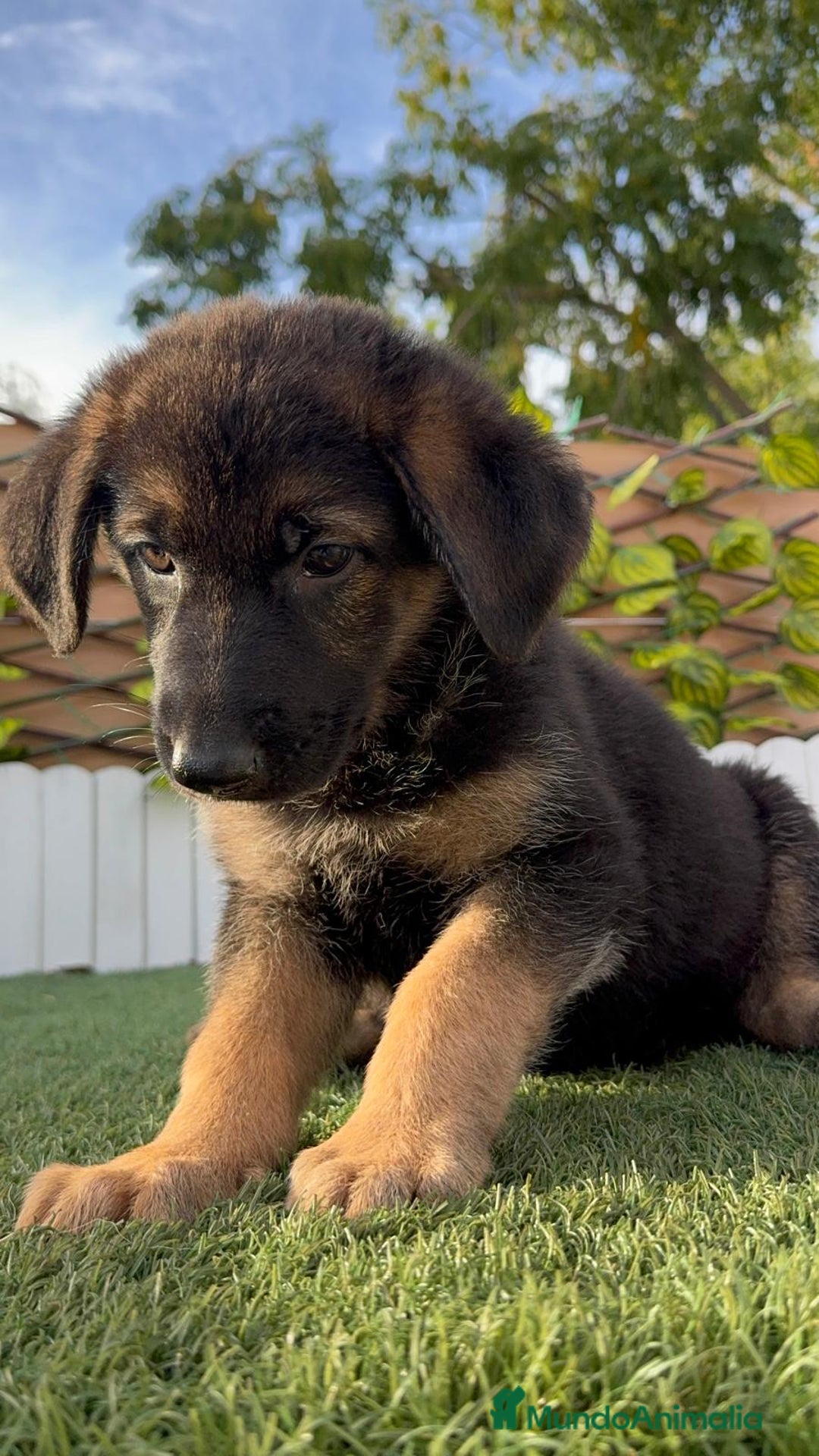 Pastor Alemán perros en venta: PASTOR ALEMAN HEMBRA - Imagen 5