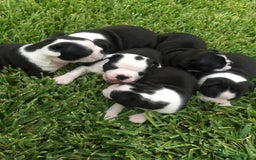 Boston Terrier perros en venta: ‼️‼️BOSTON TERRIER - Anuncio 1