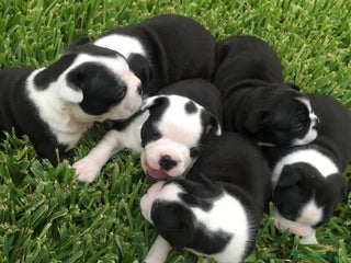 Boston Terrier perros ‼️‼️BOSTON TERRIER - Anuncio 7