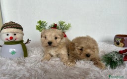Maltipoo perros en venta: CAMADA DE MALTIPOO  - Anuncio 2