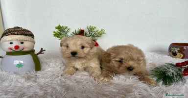 Maltipoo perros CAMADA DE MALTIPOO  - Anuncio 1