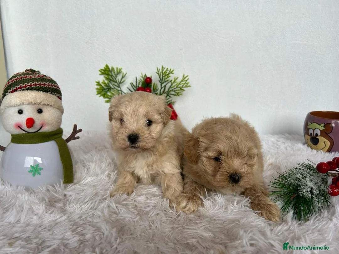 Maltipoo perros en venta: CAMADA DE MALTIPOO  - Anuncio 2