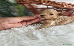 Caniche Toy perros en venta: CANICHE TOY MACHCO - Imagen 6