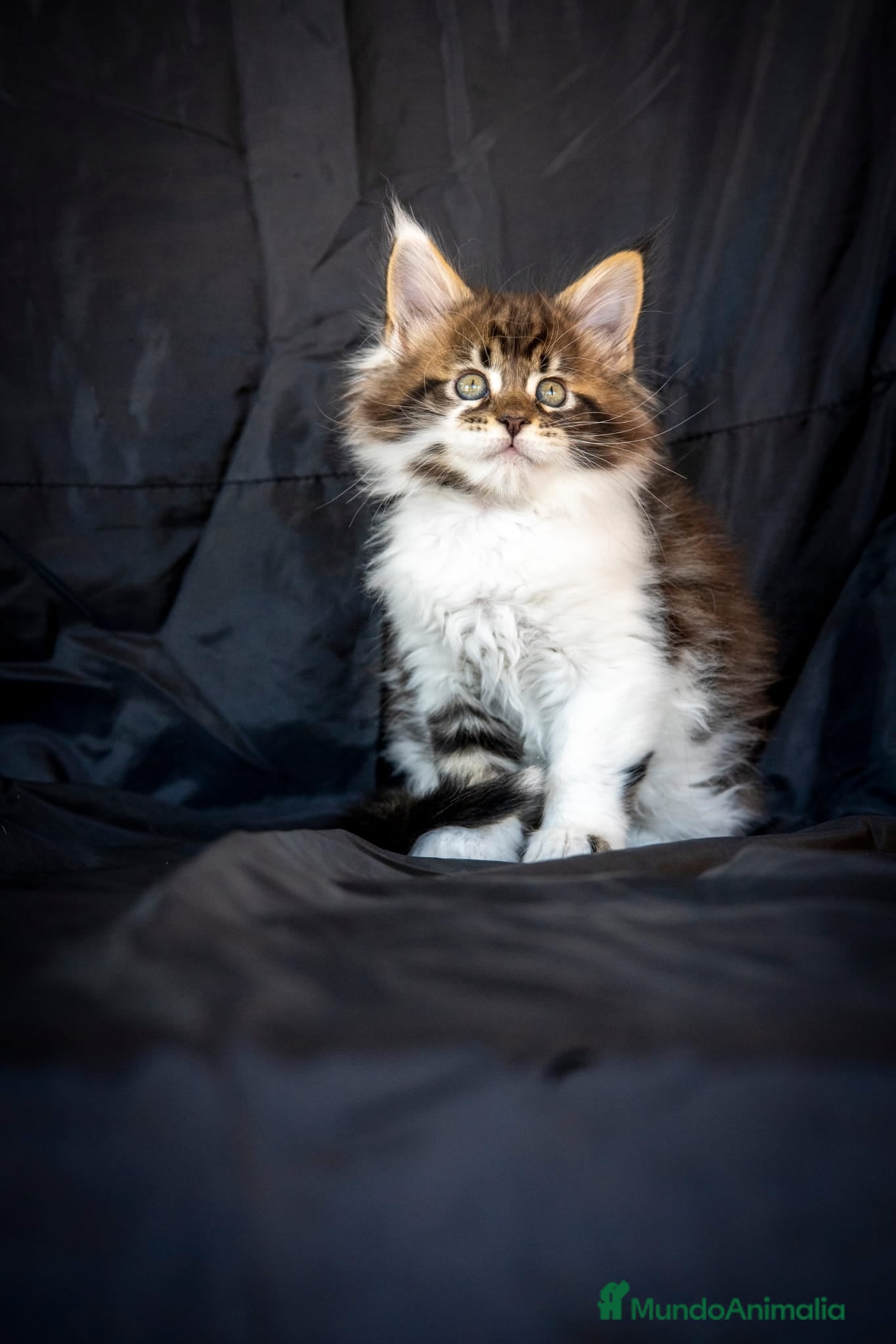 Maine Coon gatos Maine Coon Macho Bicolor Tabby Golden - Anuncio 15