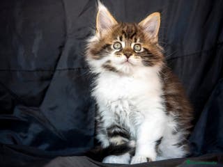 Maine Coon gatos Maine Coon Macho Bicolor Tabby Golden - Anuncio 2