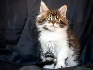 Maine Coon gatos Maine Coon Macho Bicolor Tabby Golden - Anuncio 7