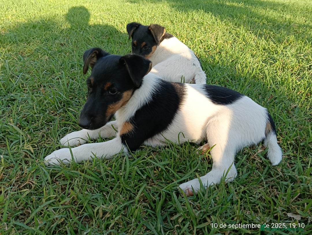 Fox Terrier de Pelo Liso perros en venta: Disponible fox terrier pelo liso - Imagen 2