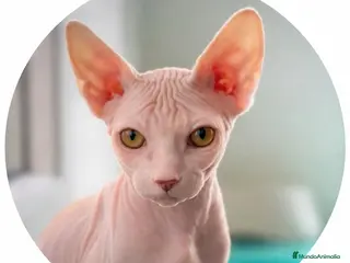 Sphynx gatos Dos camadas de gatitos Sphynx nacidos el 3 febrero - Anuncio 3