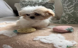 Shih Tzu perros en venta: Shih tzu Macho para reservar muy bonito !!! - Imagen 1