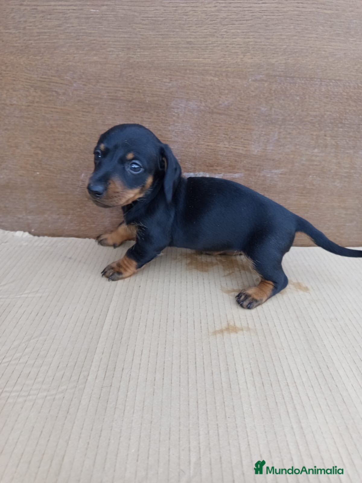 Teckel perros 618298958 preciosos teckel  - Anuncio 1