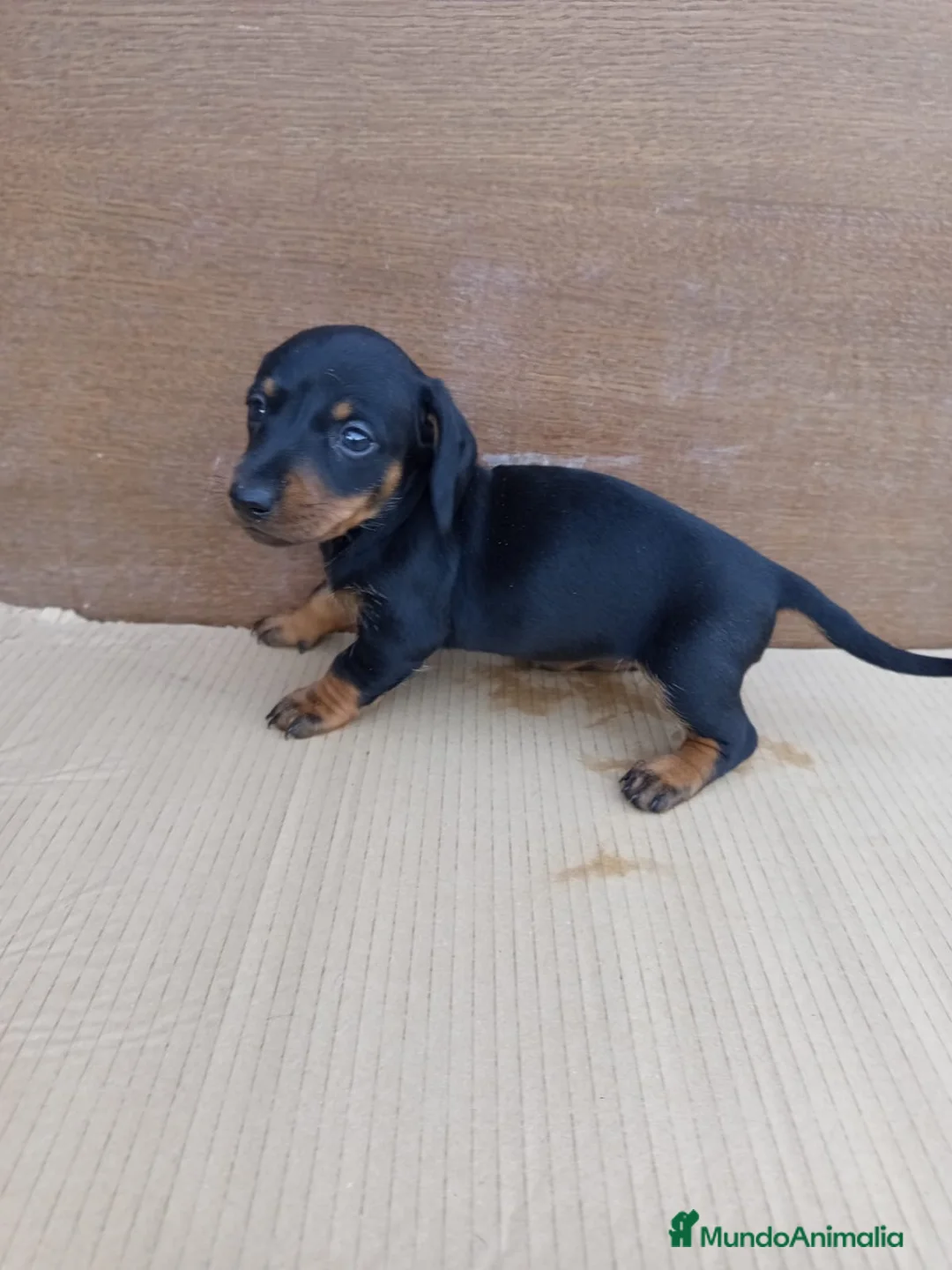 Teckel perros en venta: 618298958 preciosos teckel  - Anuncio 1