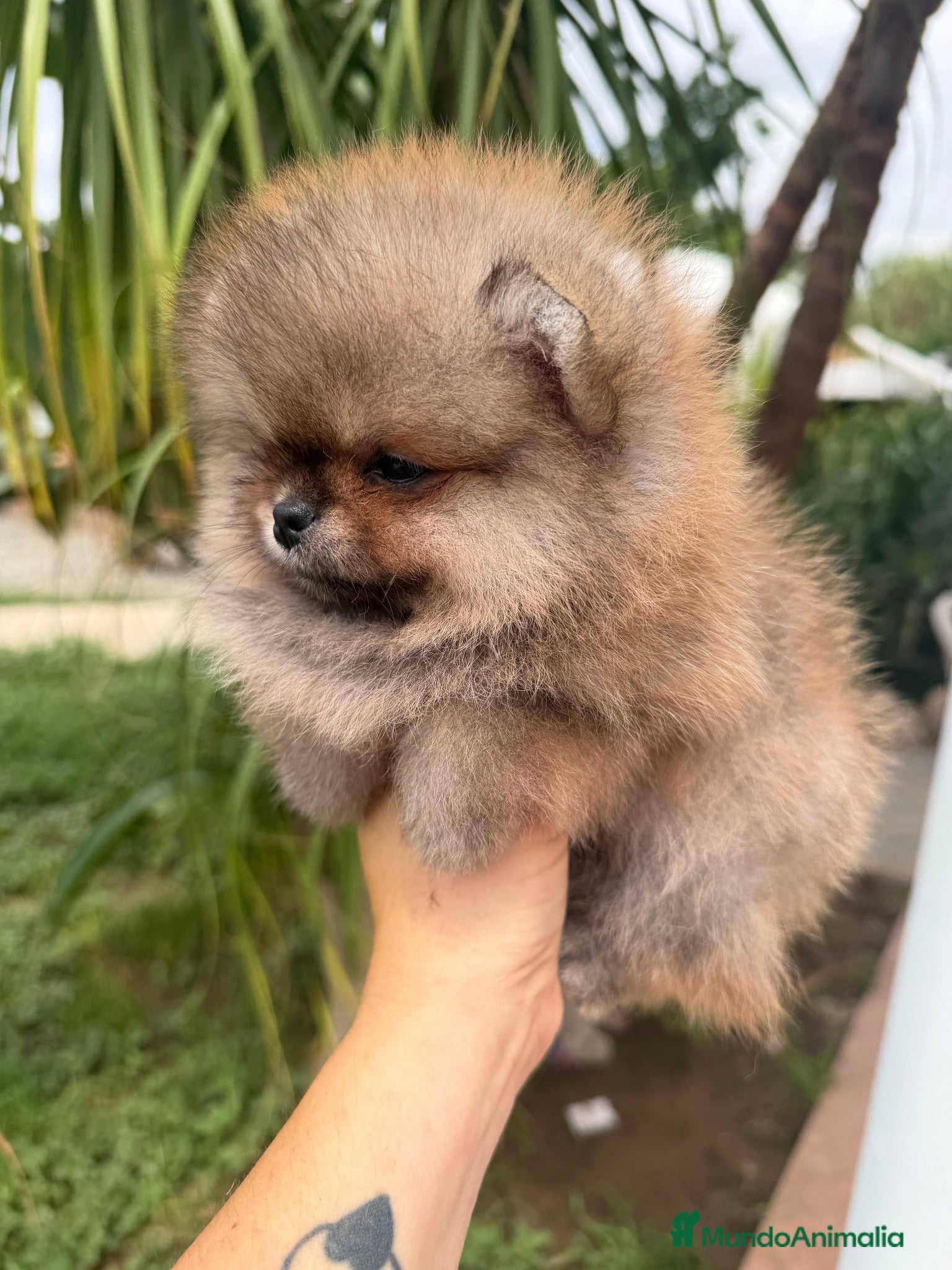 Pomerania perros Bebés Pomerania auténticos Máxima calidad  - Anuncio 2