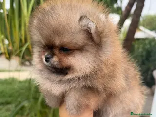 Pomerania perros Bebés Pomerania auténticos Máxima calidad - Anuncio 2