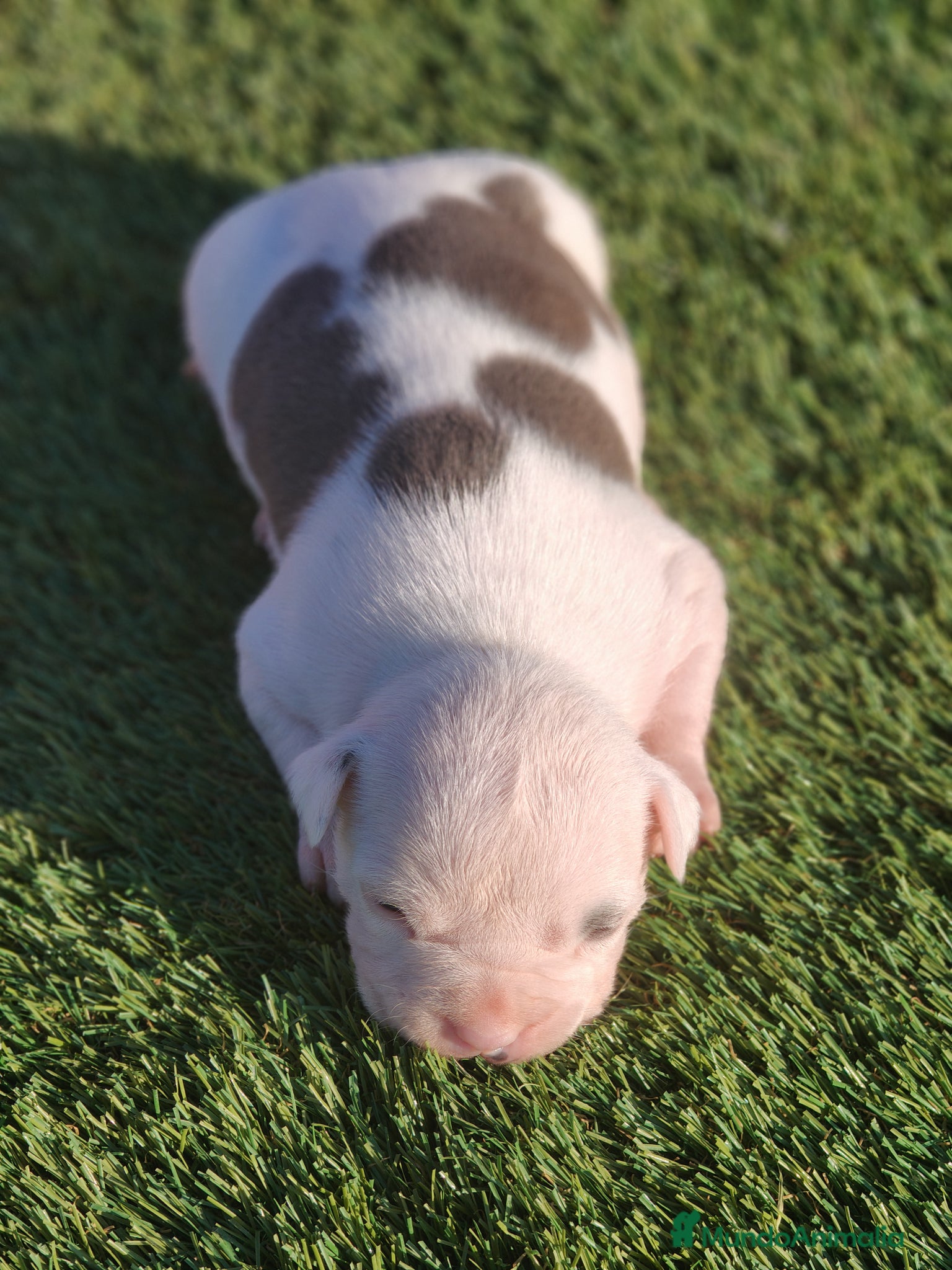 American Staffordshire-Terrier perros en venta: PEDIGREE AMERICAN STAFFORDSHIRE TERRIER BLUE  - Anuncio 19