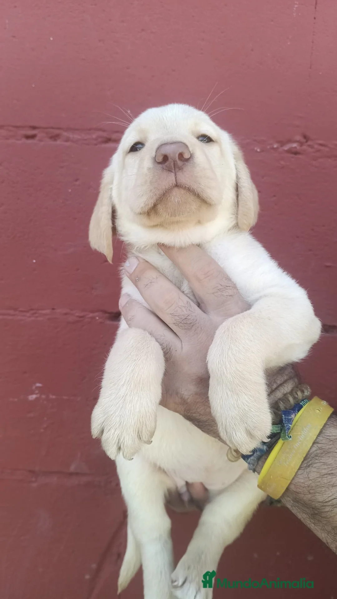 Labrador Retriever perros en venta: Labrador retriever macho y hembra disponible 🐶🐾 en Córdoba - Anuncio 2