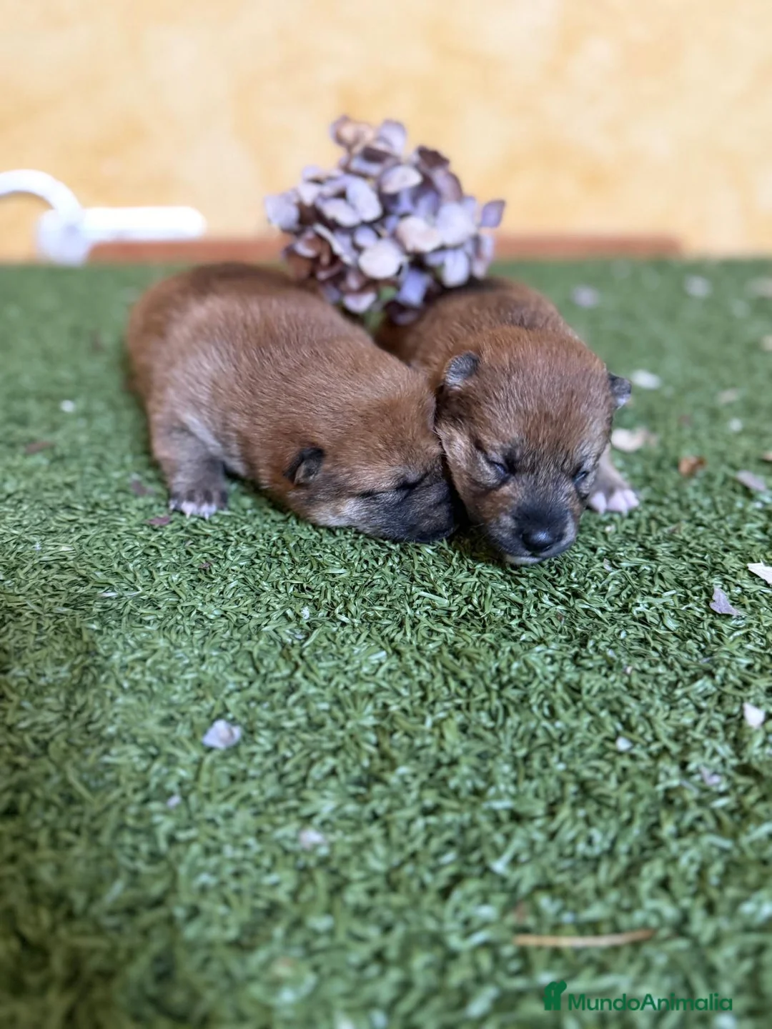 Shiba Inu perros en venta: Shiba Inu  - Anuncio 7