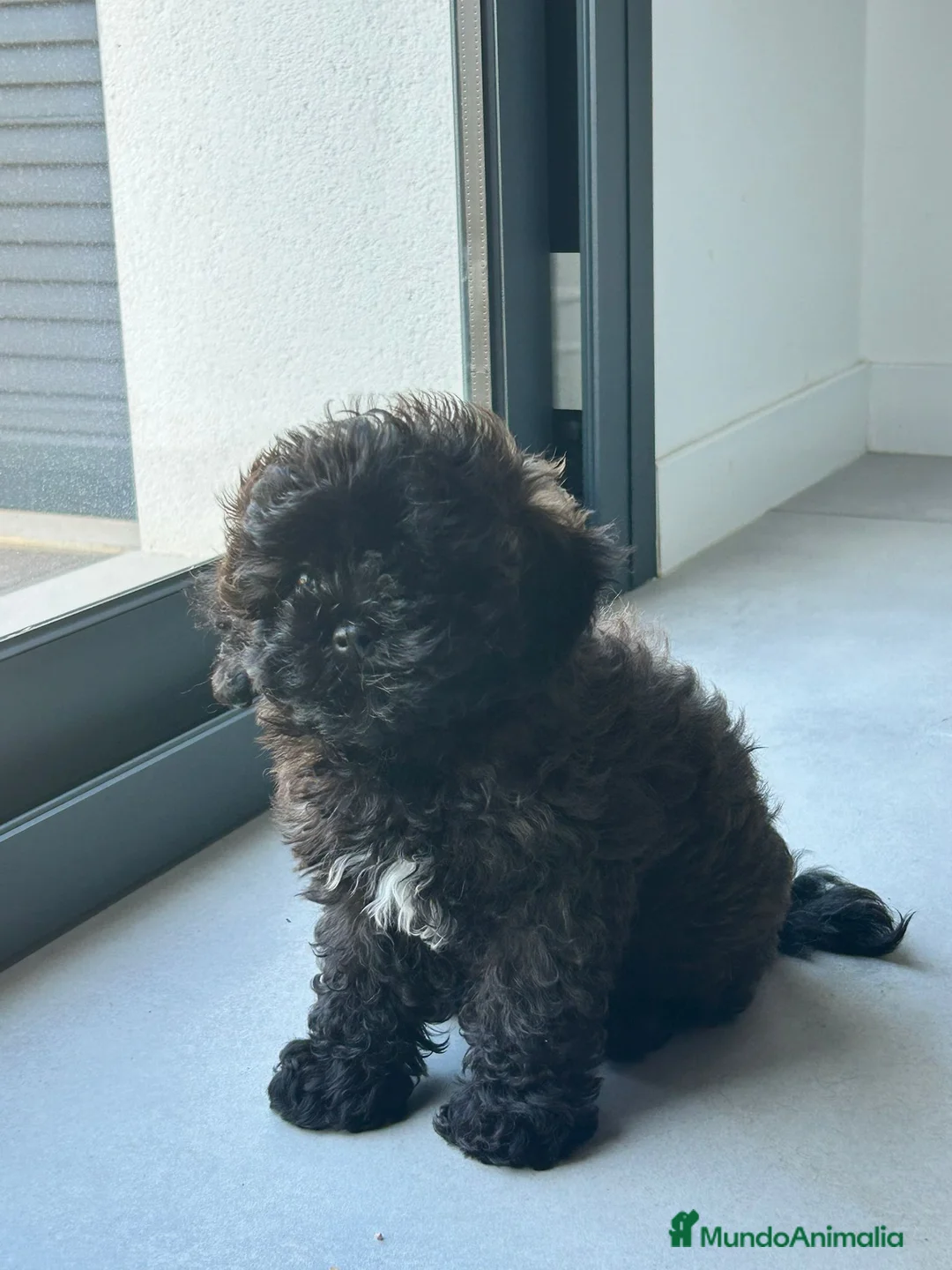 Maltipoo perros en venta: Maltipoo - Anuncio 1