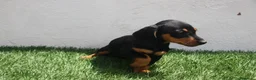 Teckel Miniatura perros en venta: Teckel Miniatura  - Anuncio 9