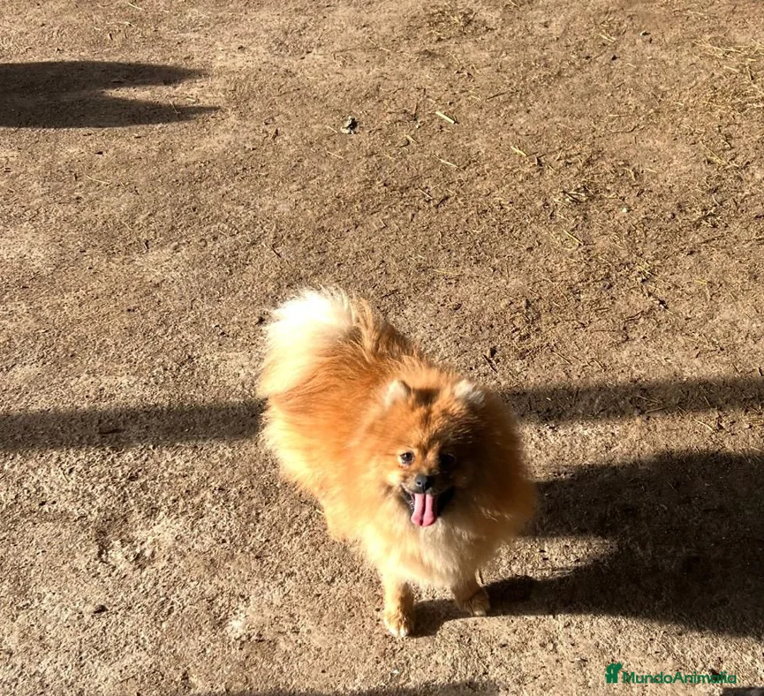 Pomerania perros en venta: Pomerania  - Anuncio 4