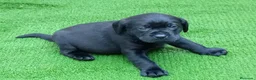 Labrador Retriever perros en venta: Camada de labradores  en Toledo - Anuncio 5