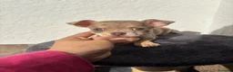 Chihuahua perros en venta: Hembra Chihuahua merle lilac🐾🐶 - Anuncio 6