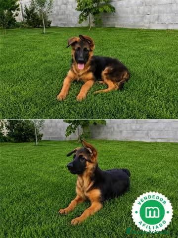 Pastor Alemán perros Cachorro Pastor Alemán - Anuncio 2