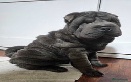 Shar Pei perros en venta: Mini peis 💙 azul - Imagen 2